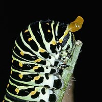 Een rups uit de Oude Wereld (Papilio machaon) toont zijn osmeterium  