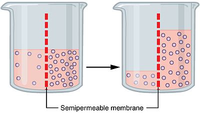 Le processus d'osmose sur une membrane semi-perméable. Les points bleus représentent les particules qui commandent le gradient osmotique