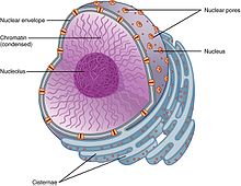 L'enveloppe nucléaire est une double couche de membrane, dont les pores sont des complexes protéiques.