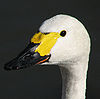 Bewick swan bill  