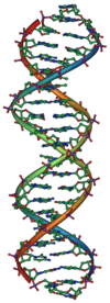 Een model van een DNA-molecule.  