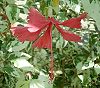 Epicalyx van Hibiscus rosa-sinensis  