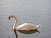 Cisne vulgar: cuello curvado y cola larga.