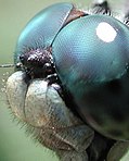 Læg mærke til, hvordan denne guldsmed har øjnene helt over toppen af sit eget hoved.