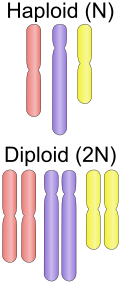 Les cellules diploïdes ont deux copies homologues de chaque chromosome.
