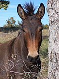 Um exemplo de isolamento reprodutivo. Uma mula é a descendência de um cavalo e de um burro. Eles são estéreis, exceto em casos muito raros