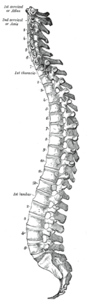 Los vertebrados tienen una columna vertebral segmentada.  