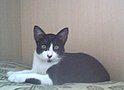 Kat op mat (foto 1)
