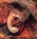 Um feto humano com 7 semanas de idade