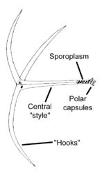 Kaavio Myxobolus cerebralis -organismin triactionmyxon-vaiheen itiön rakenteesta.