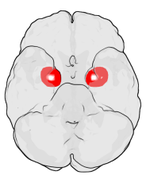 Positie van de mygdala in elk halfrond van het menselijk brein