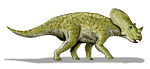 Brachyceratops .
