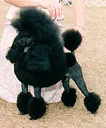 Um poodle preto Miniatura em um clipe de exposição canina.