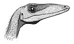 Coelophysis 。