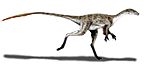 Coelurus .