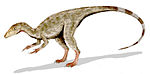 Compsognathus 。
