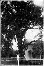 Rat-Eiche in Council Grove (1912)