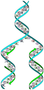 DNA replicatie. De dubbele helix wordt afgewikkeld en elke streng fungeert als een sjabloon. Basen worden gematched om de nieuwe partnerstrengen te synthetiseren