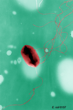 E. coli flagella