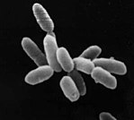 Archaea: Haloarchaea