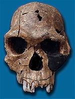 Réplica do crânio fóssil do Homo habilis. Fóssil número KNM ER 1813, encontrado em Koobi Fora, Quênia