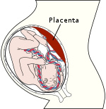 Diagrama de la placenta  