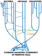 Sedanje drevo življenja, ki prikazuje horizontalne prenose genov.