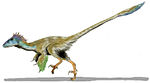 Utahraptor .