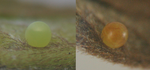 Seeprakyyhkysen munat. Vasemmanpuoleinen muna on 1 päivän vanha. Oikea muna on 3 päivän ikäinen.  