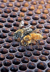 A abelha da esquerda é uma abelha africanizada, e a da direita é uma abelha européia.