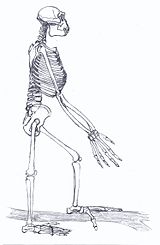 The fossil "Ardi", of an Ardipithecus ramidus: drawing after the reconstruction drawing in Science.
