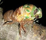 Een cicade die aan het vervellen is.  