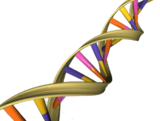 O DNA, um ácido nucleico, é composto de uma dupla hélice.