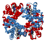 Um diagrama de fitas é uma forma que os bioquímicos descrevem a forma das proteínas. Este diagrama de fitas é da hemoglobina proteica, que é a substância vermelha no sangue. Ela é responsável pelo transporte de oxigênio.