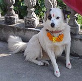 Ein Hund, nachdem er während des Kukur-Tihar-Festes in Nepal angebetet wurde.