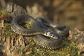 The grass snake (Natrix natrix) is a common non-poisonous snake found in Europe.