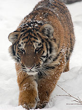 A young Amur tiger in the snow. The game population today is less than 500 animals.