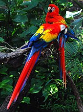bright red macaw, bird of tropical America