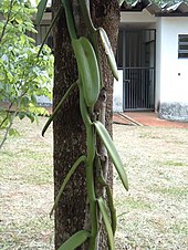 Monopodial: Vanilla planifolia
