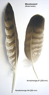 Long-tailed Buzzard Feathers