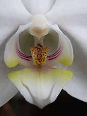 Close-up of a Phalaenopsis flower
