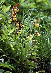 The yellow lady's slipper is protected in the EU by the Fauna-Flora-Habitat Directive.