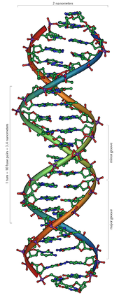 Structural model of a section of the DNA double helix (B-form) with 20 base pairs