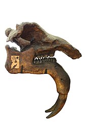 Skull of Deinotherium with tusks in the lower jaw