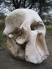 Skull of the African elephant; clearly visible are the nasal opening in the middle and the alveoli of the tusks below.