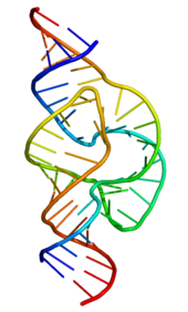 Estructura de la ribozima cabeza de martillo