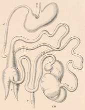 Schematic representation of the digestive tract of a Schliefer; d: duodenum; i: hip intestine; cm: appendix; c: additional appendix ("intestinal sac"); r: rectum; not to scale