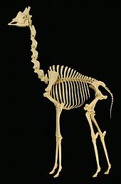 Skeleton of a giraffe