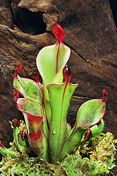 Heliamphora chimantensis , endémique du massif de Chimantá (partie vénézuélienne du bouclier guyanais)
