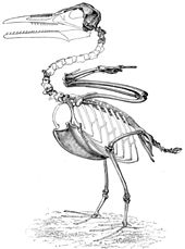 Restauración del esqueleto por O.C. Marsh  